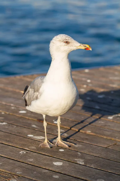 Larus Michaellis Gulbent Mås Detalj Huvudet Med Ungfisk Bakgrunden — Stockfoto