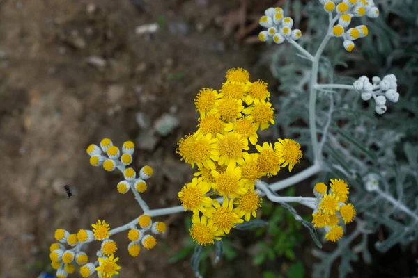 Fiori Gialli Jacobaea Fiore Nel Giardino — Foto Stock