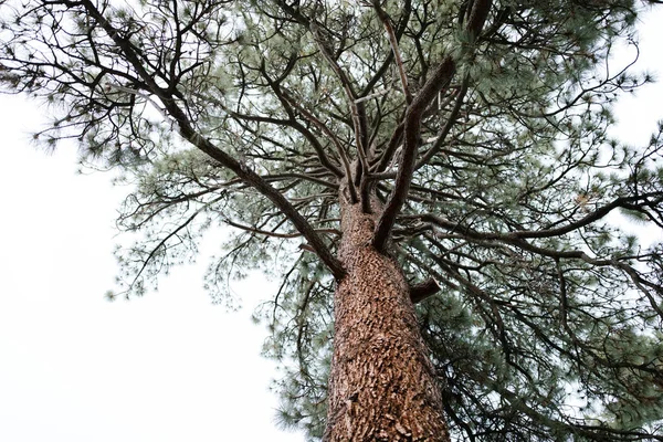 Вид Низький Кут Красивого Соснового Дерева — стокове фото