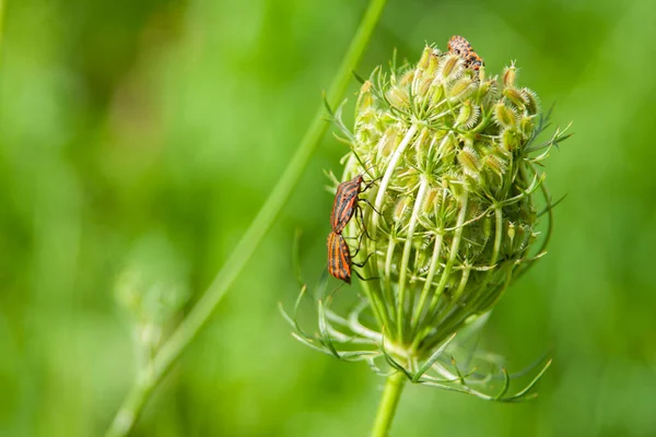 Gramozom Lineatum Böceklerinin Açık Hava Bitkilerinin Seçici Odak Noktası — Stok fotoğraf