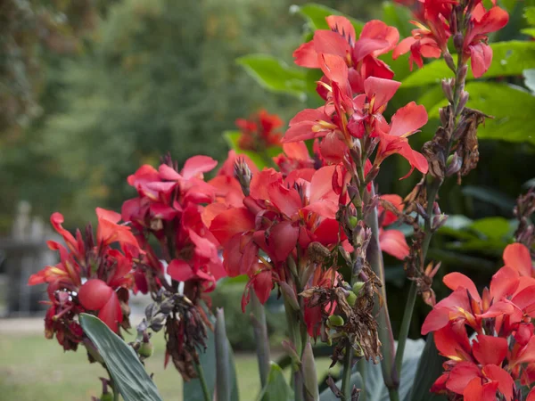 背景がぼやけた公園の赤いカンナの花のクローズアップ — ストック写真