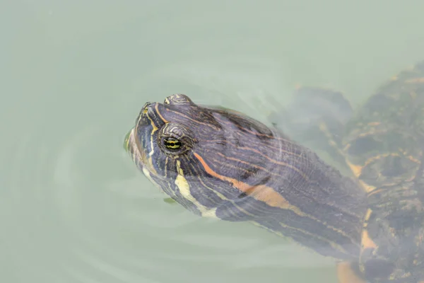 Plan Rapproché Une Tête Tortue Dans Lac — Photo