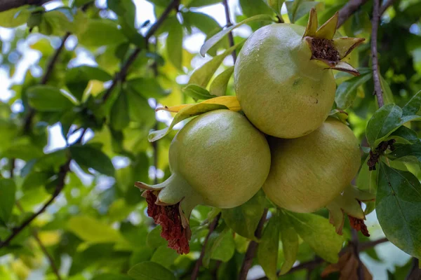 Primo Piano Granata Verde Che Matura Albero — Foto Stock