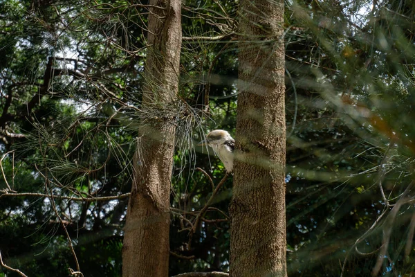 Gros Plan Oiseau Kookaburra Caché Derrière Arbre — Photo