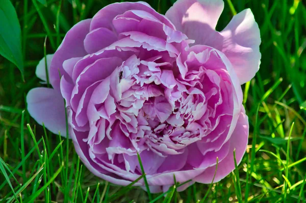 Крупним Планом Рожева Квітка Півонії Траві — стокове фото