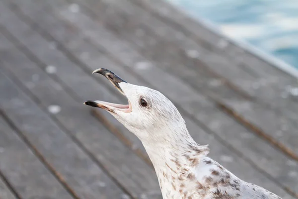 Ένα Larus Michaellis Κιτρινοπόδαρος Γλάρος Λεπτομέρεια Του Κεφαλιού Νεαρά Άτομα — Φωτογραφία Αρχείου