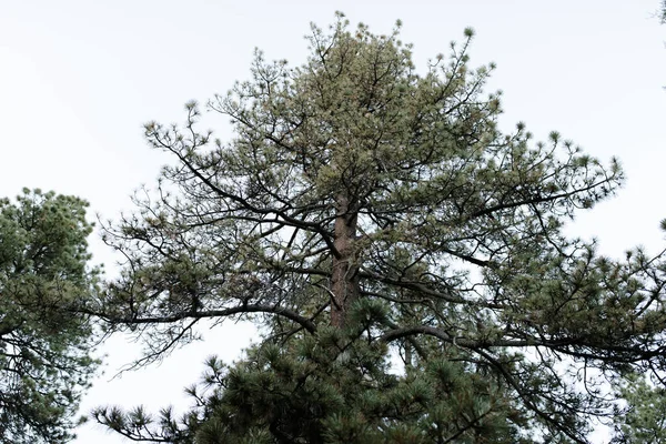 아름다운 소나무의 — 스톡 사진