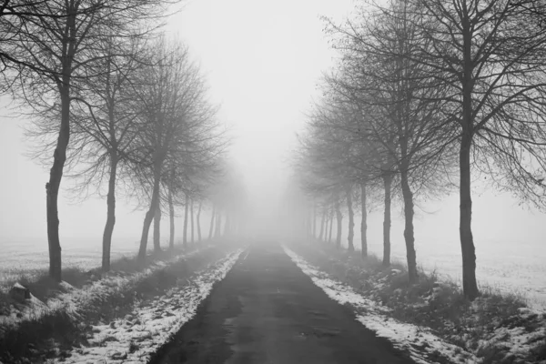 空の下の木々の間の暗い霧の道 — ストック写真