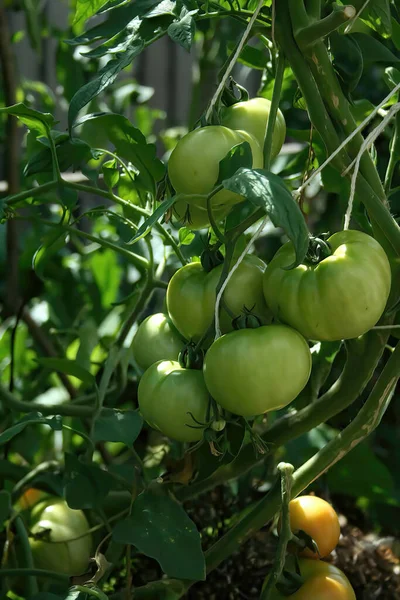 Primer Plano Tomates Jardín Verde Vid — Foto de Stock