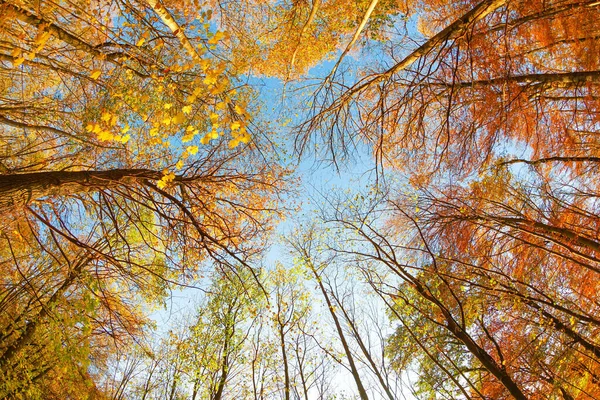 Het Lage Hoek Uitzicht Van Bomen Herfst Bos Onder Blauwe — Stockfoto