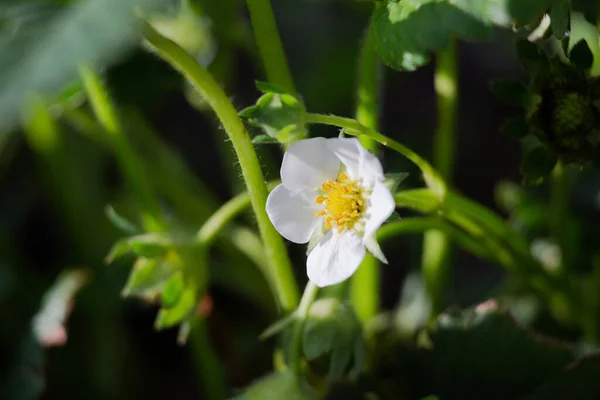 Nice White Flower Garden — Stock Photo, Image