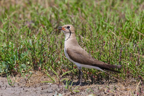 Gros Plan Une Pratincole Perchée Sur Sol Recouvert Herbe Avec — Photo