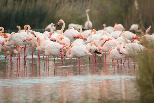 Ein Schwarm Weißer Und Rosafarbener Flamingos Watet Flachen Wasser Des — Stockfoto