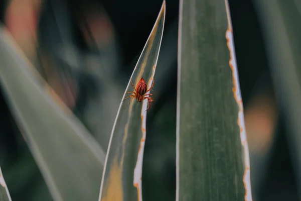 Nahaufnahme Einer Winzigen Spinne Auf Einem Gras — Stockfoto