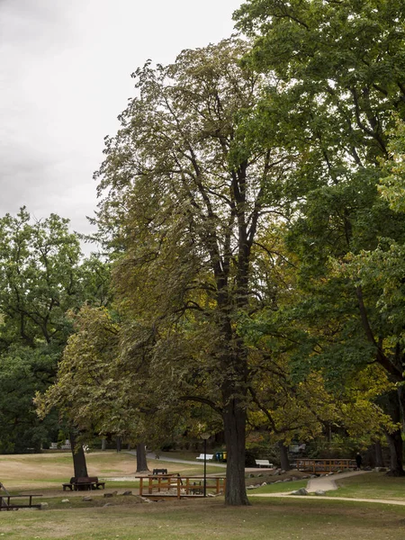 绿叶在公园里用绿叶包裹起来的一棵树的垂直截图 — 图库照片