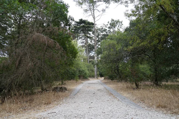 Uma Trilha Uma Floresta Verde Dia Ensolarado — Fotografia de Stock