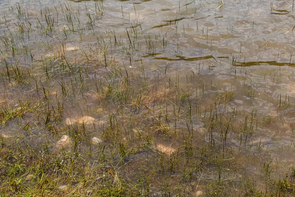 Het Wateroppervlak Met Gras Erin — Stockfoto