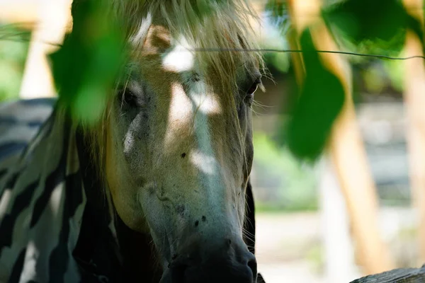 Caballo Blanco Una Granja — Foto de Stock