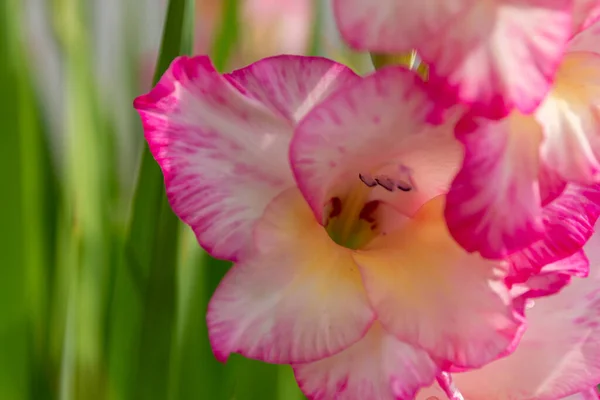 Virág Homályos Háttér Felülről Nézve — Stock Fotó