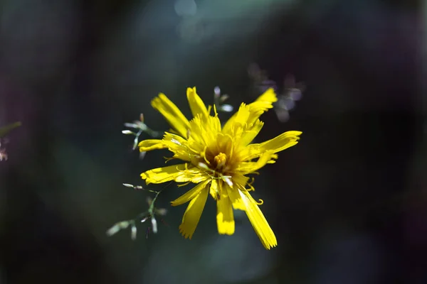 Plan Mise Point Peu Profond Une Petite Fleur Jaune — Photo