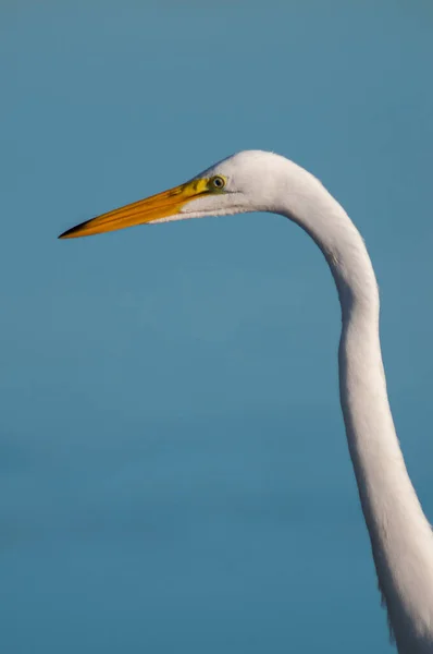 Mělké Zaměření Detailní Záběr Velkého Egret Modrém Pozadí — Stock fotografie