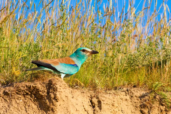 Closeup European Roller Perched Ground Sunlight — Stock Photo, Image