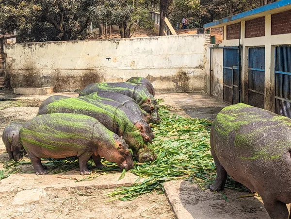 Grupo Hipopótamos Alimentando Plantas Zoológico — Fotografia de Stock