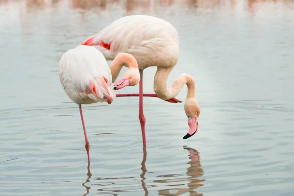 Gros Plan Flamants Roses Reposant Dans Eau — Photo