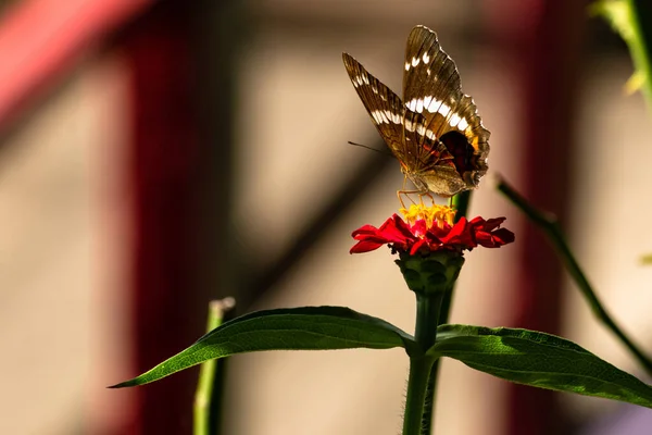 Beau Cliché Papillon Sur Une Fleur Dans Jardin Sous Soleil — Photo