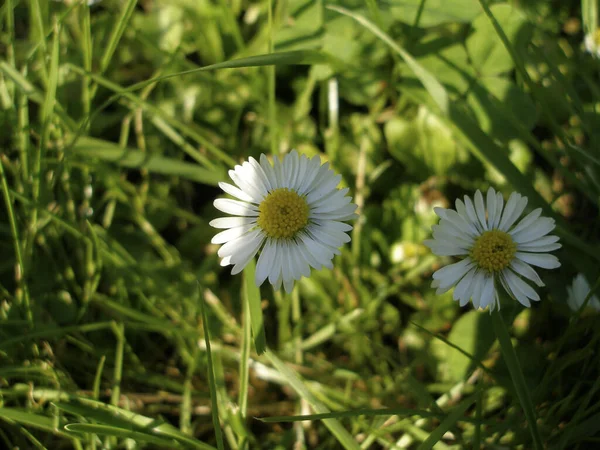 Primo Piano Camomille Campo Uno Sfondo Sfocato — Foto Stock