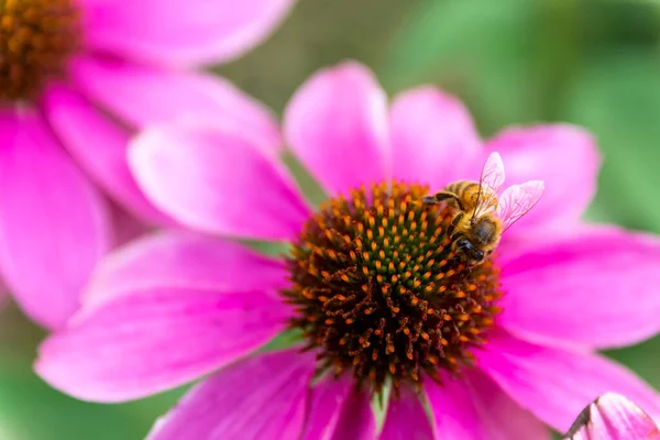 Bloem Met Wazige Achtergrond Van Bovenaf Bekeken — Stockfoto