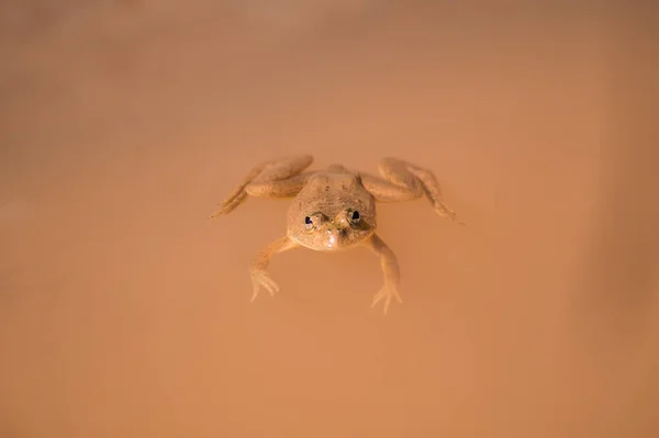 Eine Nahaufnahme Eines Albino Frosches Braunen Wasser — Stockfoto