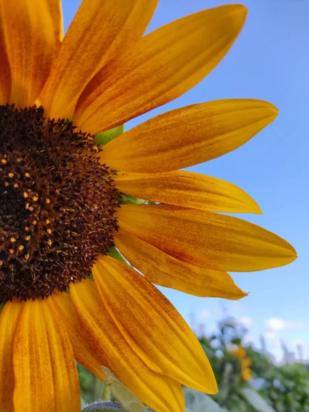 黄色向日葵的特写 蓝天背景上有小花 — 图库照片