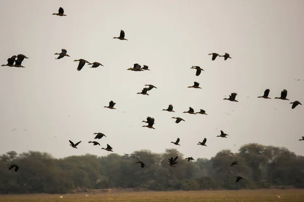 Силует Зграї Птахів Пролітає Над Національним Парком Кеоладео Бхаратпурі Раджастхан — стокове фото