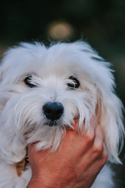 Şirin Beyaz Bir Bichon Frise Açık Havada — Stok fotoğraf