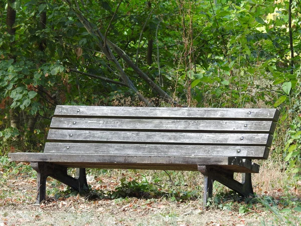 Una Panca Isolata Legno Verde Bosco Diurno — Foto Stock