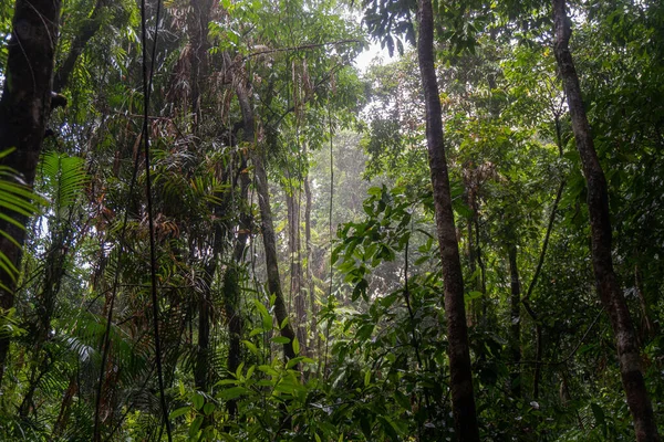Ein Blick Auf Laubgrüne Bäume Wilden Wald — Stockfoto