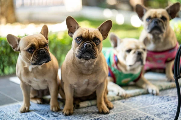 法国斗牛犬户外特选镜头 — 图库照片