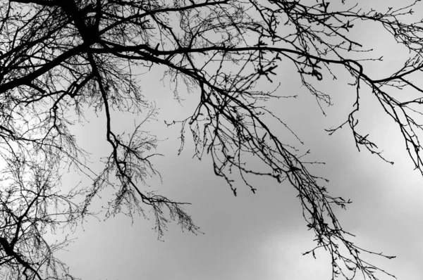 澄んだ空の背景に裸の木の枝の黒と白のショット — ストック写真
