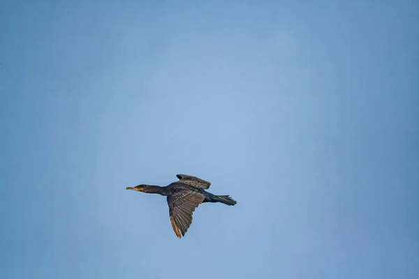 Cormorán Negro Volando Cielo Azul —  Fotos de Stock