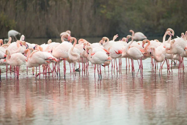 Eine Nahaufnahme Von Flamingos Die Wasser Ruhen — Stockfoto