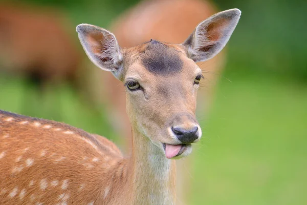 Seletivo Cervo Fêmea Vermelho Prado — Fotografia de Stock