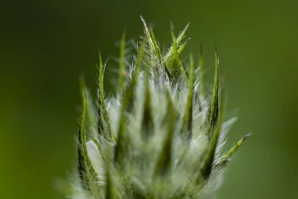 Eine Nahaufnahme Von Strukturellen Details Auf Einer Grünen Pflanze — Stockfoto