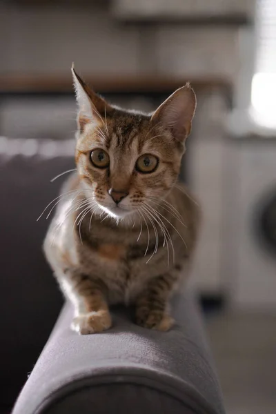 背景がぼやけている部屋でソファの上に愛らしい縞模様の猫の垂直ショット — ストック写真