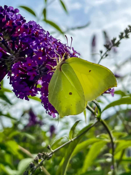 Kelebek Çalı Çiçeğinin Üzerinde Yaygın Bir Kükürt Kelebeği — Stok fotoğraf