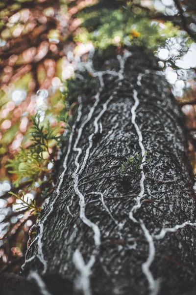 Tiro Vertical Tronco Árvore Com Fundo Embaçado — Fotografia de Stock