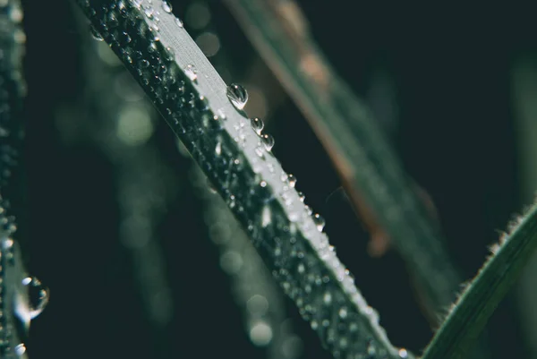 Травинки Капельками Воды Лугу — стоковое фото
