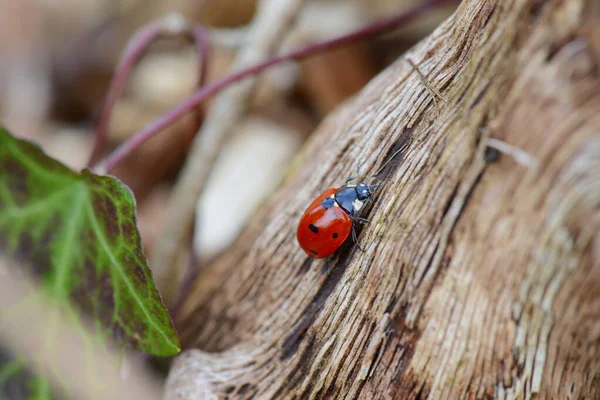 Plan Macro Une Coccinelle Sur Bois — Photo