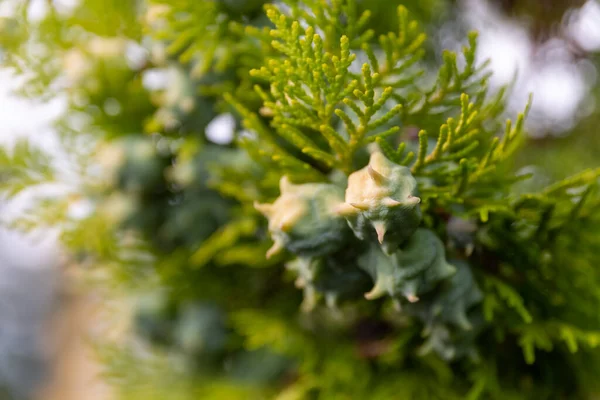 Blommorna Med Suddig Bakgrund Sett Ovanifrån — Stockfoto