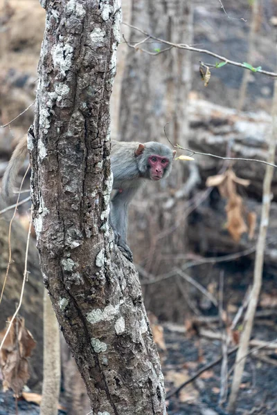 Vertikální Záběr Opice Sedící Venku Stromě — Stock fotografie